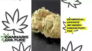 UK MEDICAL | UPSTATE BP - BERRY CREAM PUFF | T20