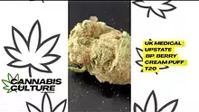 Cannabis Culture  Video Thumbnail