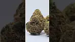 Aurora - Black Jelly 27% THC