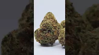Aurora - Black Jelly 27% THC