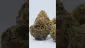 Video Thumbnail: BB's Bud Review