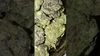 Vasco Blueberry Banana - Review in description #ukmedicalcannabis #ukmedicalcannabispatient #shorts