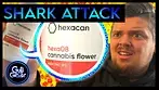 Hexacan Shark Attack Medical Cannabis Review