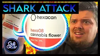Hexacan Shark Attack Medical Cannabis Review