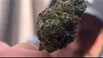 STRAIN REVIEW!! Powdered doughnuts & kushkush….. prescription cannabis.