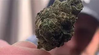 STRAIN REVIEW!! Powdered doughnuts & kushkush….. prescription cannabis.