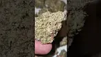 Glueberry by CannFX
