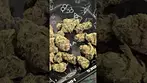 Vasco - Grape Gasoline | Medical Cannabis First Look 