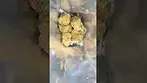 Apricot Cream and Cheese Initial Review #420 #ukcannabis #medicalcannabis