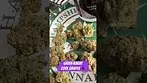 Green Karat - Cool Grapes | First Look
