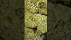Craft Botanics | Slurricane Mimosa | UK Medical Flower | First Look