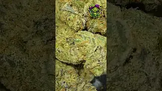 Craft Botanics | Slurricane Mimosa | UK Medical Flower | First Look
