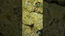 VIP THC Video Thumbnail
