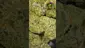 Video Thumbnail: VIP THC