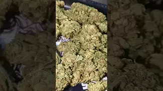 TILRAY WARLOCK V2 ( UK PRESCRIPTION MEDICATION)