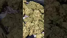 PrescribedBouquet Video Thumbnail