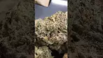 CRAFT BOTANICS STRAWBERRY FROYO (UK PRESCRIPTION MEDICATION)