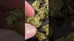 UK MEDICAL | UPSTATE BTR - BLACK TRIANGLE SMALLS