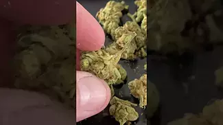 UK MEDICAL | UPSTATE BTR - BLACK TRIANGLE SMALLS