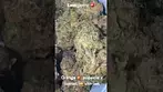 Broken Coast EC T28 Emergen-C Medical Cannabis Flower #ukmedical #cannabiseducation #cannabisdaily