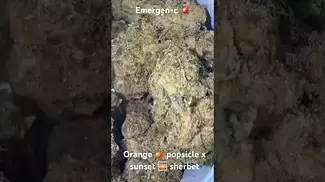 Broken Coast EC T28 Emergen-C Medical Cannabis Flower #ukmedical #cannabiseducation #cannabisdaily