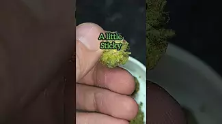 Singapore sling by Kada Verde, 25%THC