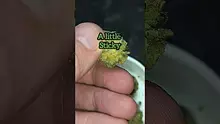 THC Bunny Video Thumbnail