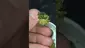 Video Thumbnail: THC Bunny