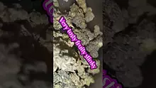 Facts 32 Video Thumbnail