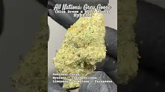 All Nations: Grey Goose (A closer look & Terp breakdown)