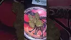 Medcan ~ Tokoloshe Sherbet (19%)