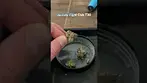 Upstate Fight Club T30 strain review 30% #ukmedicalcannabis #medicalcannabis