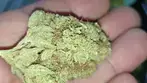Nugs Of Platinum Garlic