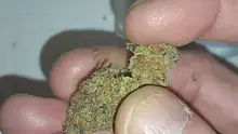 Paul's Pothead Previews Video Thumbnail
