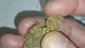 Video Thumbnail: Paul's Pothead Previews