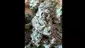 Video Thumbnail: Medical Bud Reviews