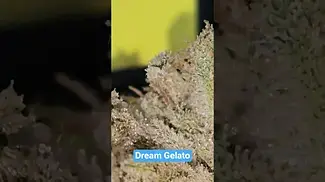 Greyscales - Dream Gelato - Up Close - Milky heads.