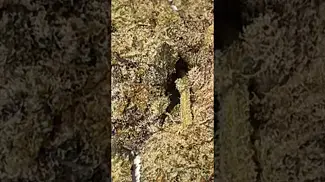 Humble Bud Sticky Cake Smalls Organic #medicalcannabis 25% thc