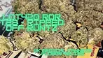 Lot420/AAAA ROR T28 - Ripped Off Runtz - UK Medical Cannabis Flower Review