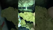 Smoking Through the Jungle Ready for the Rumble Video Thumbnail