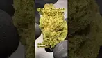 All Nations: Lemon Gelato (A closer look & Terp breakdown)
