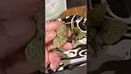 Sinceritas - Runtz (Gelato 41 x Skittlez)