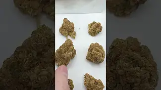 Humble Bud Cadillac Rainbow Minis out the bag