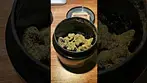 Gushers | Gelatti | Rainbow Sherbet #bignarstie #ukmedicalcannabis #cannabiseducation