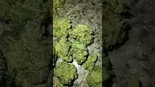VIP THC Video Thumbnail