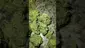 Video Thumbnail: VIP THC
