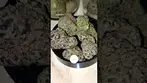 Mochi By CannFX