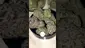 Video Thumbnail: Medical420TV