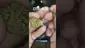 Video Thumbnail:  The Cannabis Patient