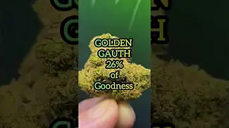 Golden Gauth 26%THC by Origine Nature.... medical prescription cannabis.